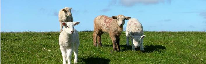 Nore Valley Park Open Farm, Co. Kilkenny