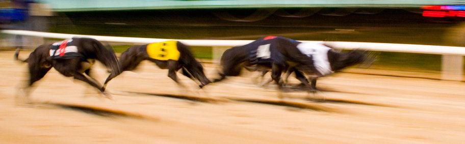 Clonmel Greyhound Stadium